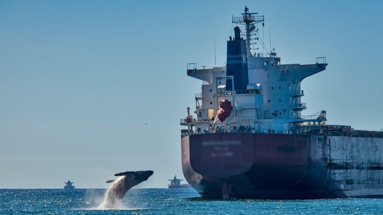Pesquisa inédita vai rastrear baleias-jubarte por satélite para evitar choques com navios no ES
