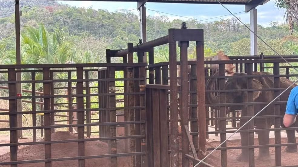 Elefante Sandro toma “banho de terra” minutos após chegar a santuário em Mato Grosso